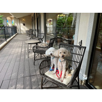 【宿泊レポート】軽井沢で愛犬と快適に過ごす！一度は泊まってみたい「ルシアン旧軽井沢」 画像