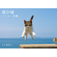 猫たちの島暮らしを収録した 「飛び猫　にゃんこ島編」が発売決定 画像