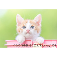 トータルSNSフォロワー数300万人超え！「ねこ休み展 冬 2023」来年1月開催 画像