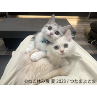 過去最大規模「ねこ休み展」夏本祭、8月に東京で開催！新たなスター猫が登場 画像