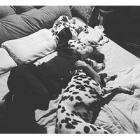 高岡早紀、パジャマ姿で愛犬たちの間で眠る至福ショット 画像
