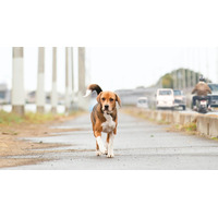 一匹の保護犬の感動の実話『石岡タロー』東京公開決定 画像