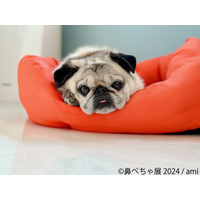 鼻ぺちゃ犬の“ぶひ可愛さ”堪能できる「鼻ぺちゃ展」約2年ぶりに開催 画像