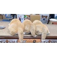 「可愛すぎて困る」「こりゃたまらん」職員によるもふもふ秋田犬の投稿が話題……「秋田犬会館」公式X 画像