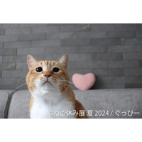 今夏もねこまみれに！8月から「ねこ休み展」夏の本祭が開催 画像