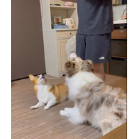 これはスゴい！コーギー＆ボーダーコリー2匹の動画に驚きの声 画像