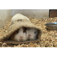 甲府市の動物園、コメダ寄贈の麻袋がモルモットに大人気 画像