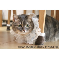 癒しの年末年始を！「ねこ休み展」2年ぶりに福岡で開催 画像