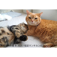 「ねこ休み展」冬の本祭が1月開催！10周年記念や猫の日限定イベントが開催 画像