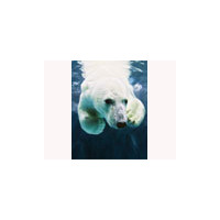 旭山動物園をハイビジョン・3Dで体感するイベントが銀座ソニービルで 画像
