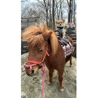 愛犬と楽しむポニー乗馬体験！ホテルフォレストヒルズ那須のドッグパークにて新サービス開始 画像