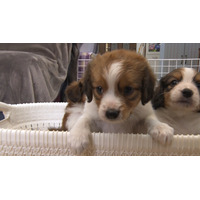 大谷翔平の愛犬「デコピン」で話題！“コーイケルホンディエ”の愛らしい姿に密着 画像