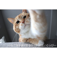 かわいい猫の表情に癒される！人気猫クリエイター集結の写真展「ねこ休み展」川越で開催 画像