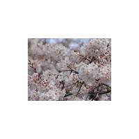 東京で桜開花！満開は来週に？ 画像