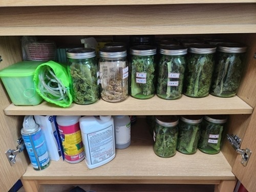 大麻