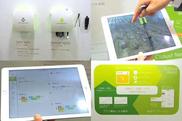 田んぼでは水稲にセンサーを挿して水温のデータを取得。iPadなどの携帯端末で情報をいつでも確認できるようにした