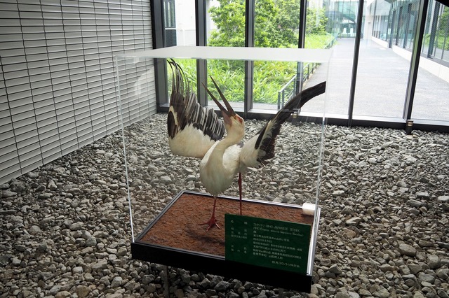 市役所に展示してあった、コウノトリの剥製。豊岡市内では、町のいたる所にコウノトリをモチーフにしたキャラクターが見られた