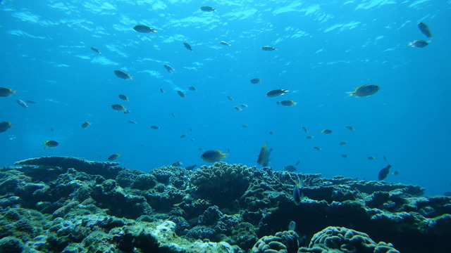 海面の揺らめく様子がよくわかる