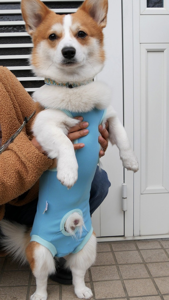 避妊 犬 後 の 手術