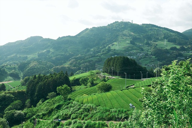 静岡の茶草場農法【錦怜那】