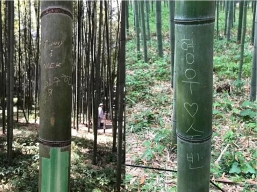 竹林の小怪