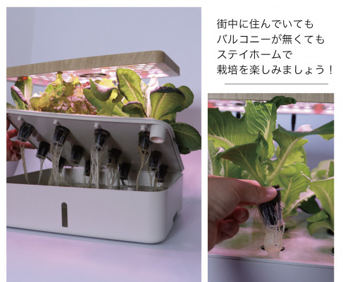 自動水やり 無農薬 野菜 果物 花を5倍速で成長促進 スマートプランター 彩り を新発売 Dreamnews Rbb Today