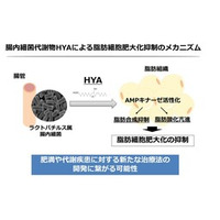 腸内細菌によって産生されるHYAが脂肪細胞の肥大を抑制し、代謝改善に貢献する可能性