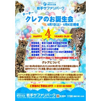 岩手サファリパークではチーター・クレアのお誕生会を開催！