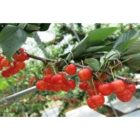 JAタウンのショップ｢JA全農あおもり｣で初夏の味覚｢紅秀峰｣を販売！青森県産のさくらんぼを数量限定でお届け