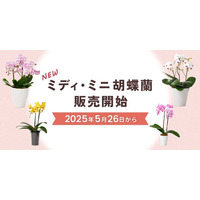 【新商品】ミディ・ミニ胡蝶蘭販売開始！｜胡蝶蘭専門サイトフラワースミスギフト