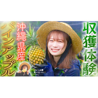 秋元真夏が沖縄県へ!石垣島でパインアップルを収穫してまるかじり!JAタウンで1000円OFFクーポンプレゼント