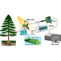 植物体内への糖輸送をリアルタイムで監視する「植物刺入型多酵素センサ」を開発