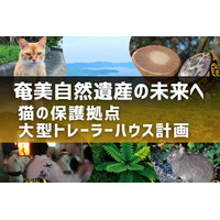 世界自然遺産の登録地・奄美大島で 外猫ゼロを目指して クラウドファンディングに初挑戦!
