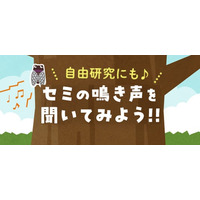 夏休み自由研究に　「セミの鳴き声を聞いてみよう」WEBサイト公開
