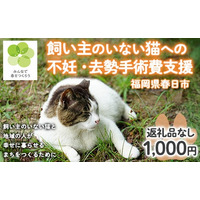 【福岡県春日市】飼い主のいない猫の命と地域での幸せな暮らしを守るため、ふるさと納税による寄附募集を開始