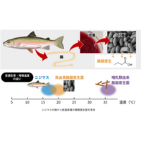 魚の新腸活時代