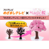 フジテレビ『めざましテレビ』で 弊社製品「マジック桜」が紹介されました！