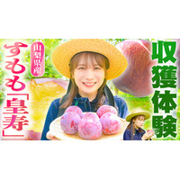 秋元真夏が山梨県で大玉で濃厚な甘みの すもも「皇寿」を収穫！