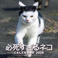 【いい顔】毎年人気の『必死すぎるネコカレンダー』が今年も発売