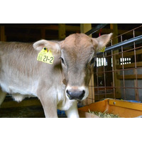 福島発、国内0.1%台の幻の乳牛で持続可能な酪農を！牛一頭ヨーグルト＆プレミアムチーズ開発に向けクラファン挑戦