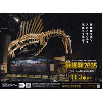 最速30万人突破の恐竜展「獣脚類2025」  福井県立恐竜博物館・服部博士が動画と記事で徹底解説！