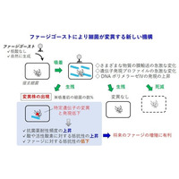 【摂南大学】ウイルスがゴースト使い“生存戦略”　細菌を変異させる新しい仕組みを発見