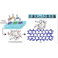 不凍タンパク質市場: 食品、ヘルスケア、バイオテクノロジーの革新を通じて成長を加速