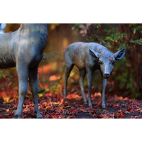 ＜訂正配信＞本当は教えたくない。 知られざる滋賀の紅葉絶景