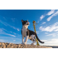 Osaka Metro 本町ビルで「いのちつないだワンニャン写真・動画コンテスト」入賞作品展開催中！