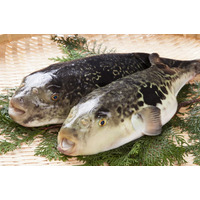 ラグジュアリーヴィラ「GRAND CHARIOT 北斗七星135°」 島の美食が紡ぐ冬の贅 淡路島三年とらふぐ×地酒マリアージュで贈る美食ステイ 12月1日（月）宿泊分より提供開始