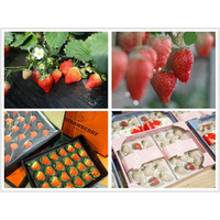 中国遼寧省の荘河イチゴ、例年より早く市場に登場