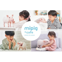 累計来場者数200万人突破！マイクロブタカフェ『mipig cafe』／神戸初出店・22号店が神戸三宮に12月中旬オープン予定