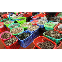 【和歌山高専】博物館標本×DNA解析「ミュゼオミクス」で新知見：ベトナムの食用巻貝は50種超