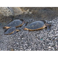 小笠原に回遊するアオウミガメのプラスチック汚染の実態を解明